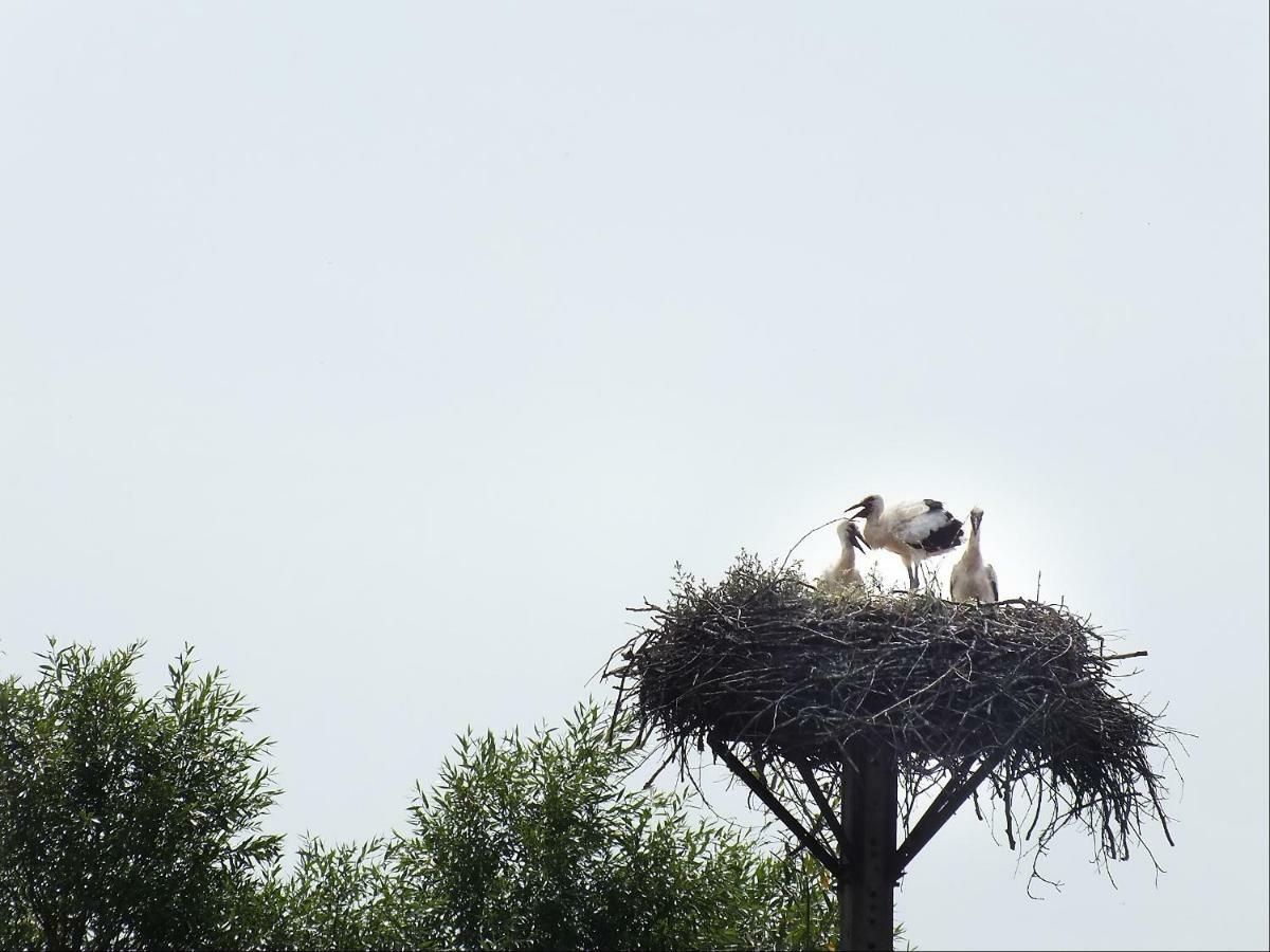 Agroturystyka Pod Kogutem Dziwnówek Exterior foto